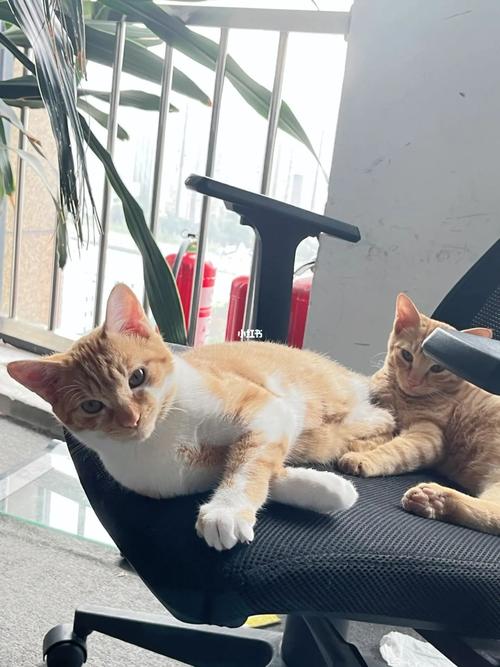 办公室可以养猫吗?养猫有什么风水禁忌?