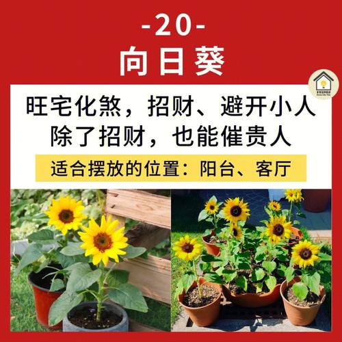 家里绿植旺盛与风水