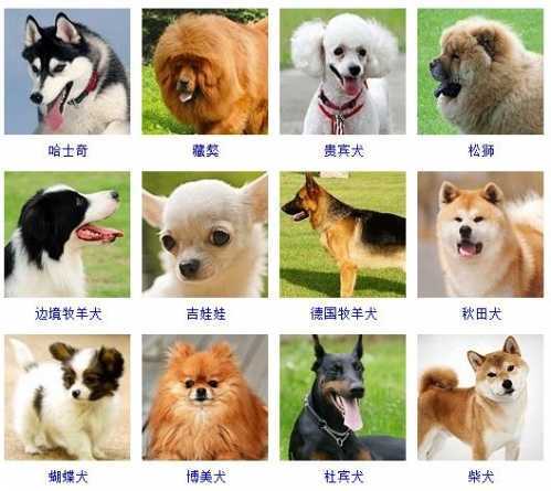 好听的宠物名字给主人带去温暖