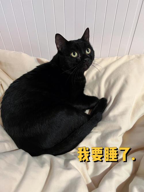 周公解梦破解 做梦梦见黑猫预示什么