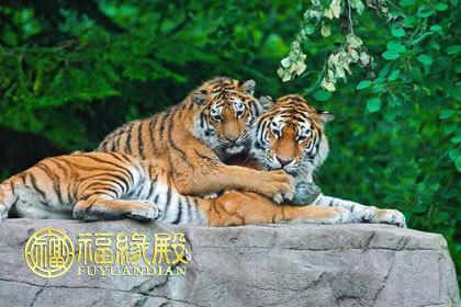 猪（男）配对十二生肖：猪+虎