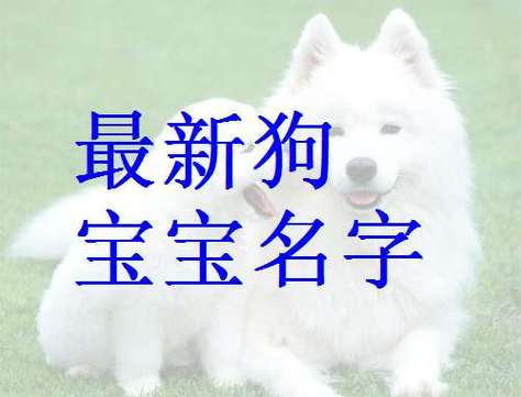 狗宝宝究竟起什么名字是比较好呢