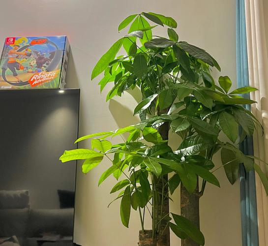 楼房西户北客厅如何摆放发财树