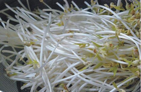 梦见很长的豆芽