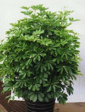 家居风水:养哪种植物对风水好