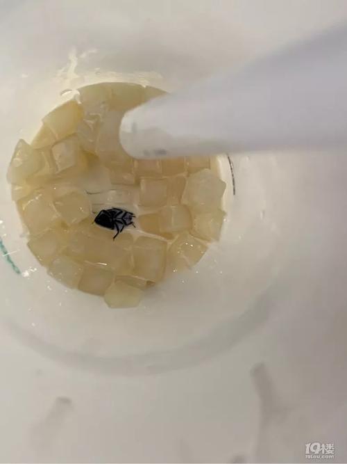 梦见裤子里有虫子,梦见上侧所发现裤子里面有虫子