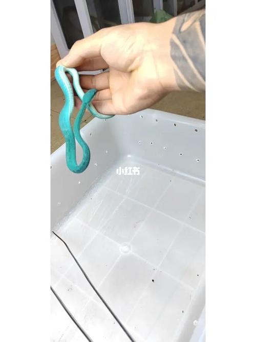 梦见青色的蛇追我什么意思