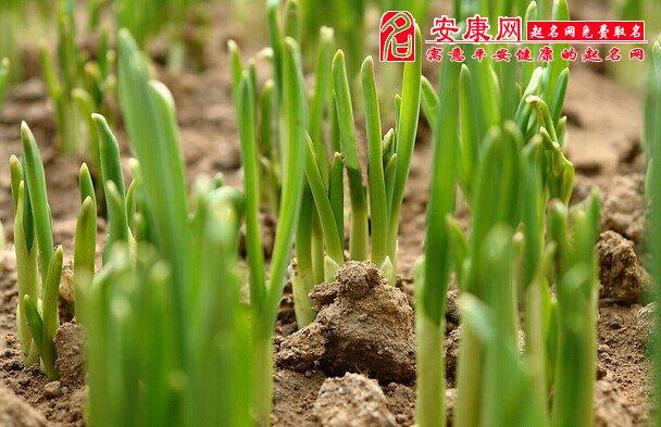 女人梦见葱叶又长又绿有什么征兆
