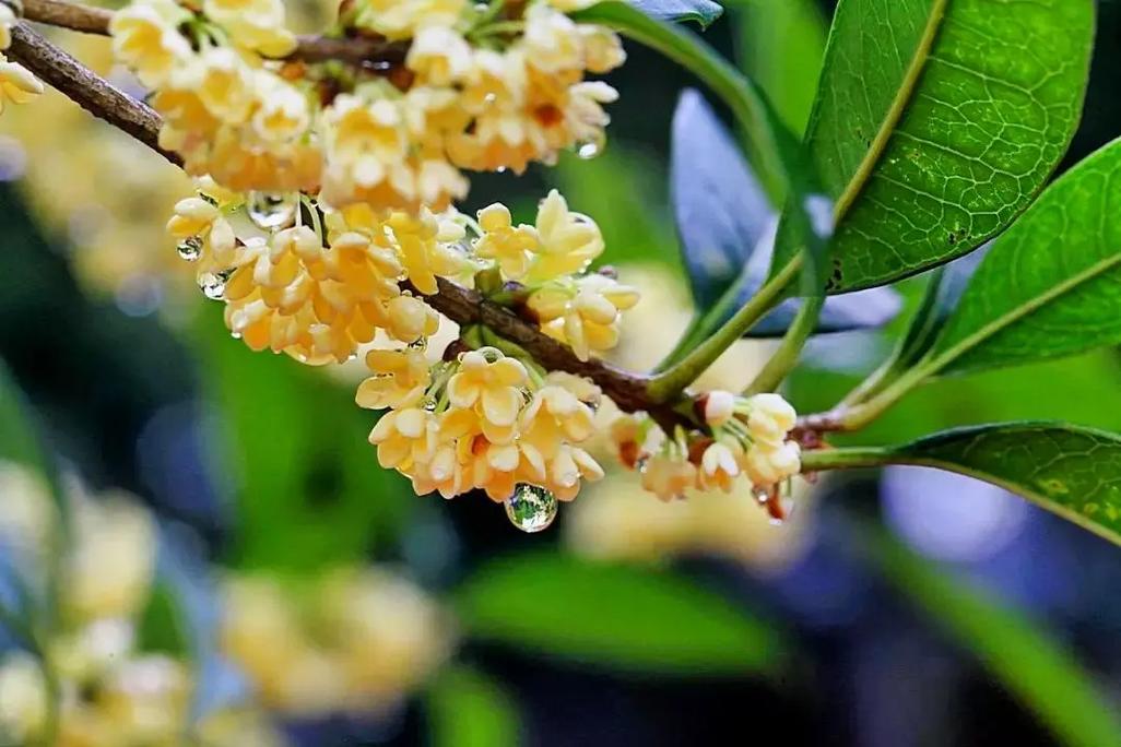 植物花语_桂花花期多长时间