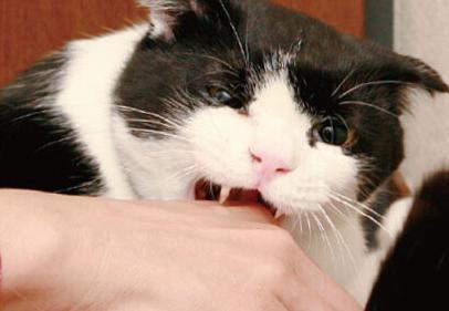 梦见被猫咬破手