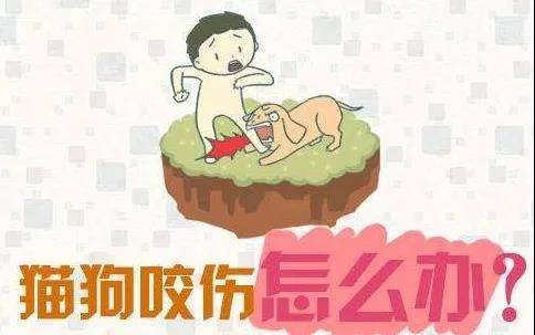 梦见被猫咬胳膊