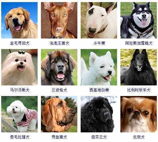 世界上最好听的狗名字