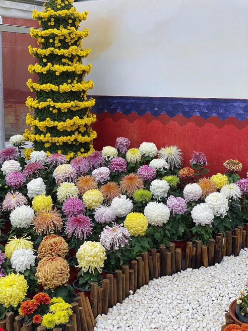 菊花好听的名字