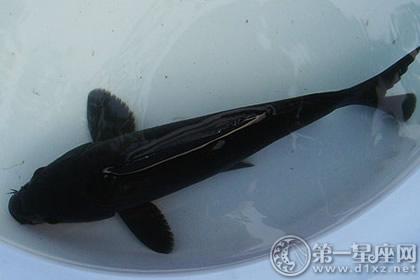 办公室养黑锦鲤鱼能化煞吗
