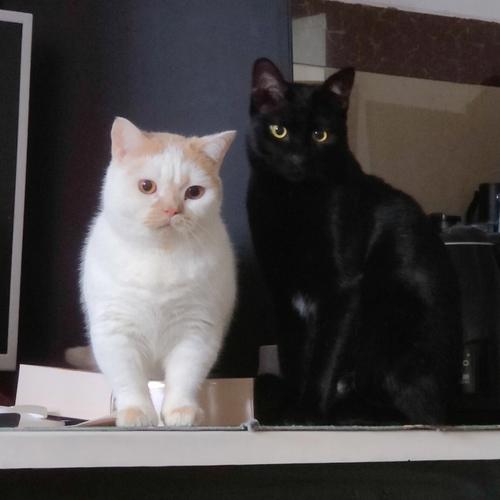 梦见黑猫白猫是什么征兆