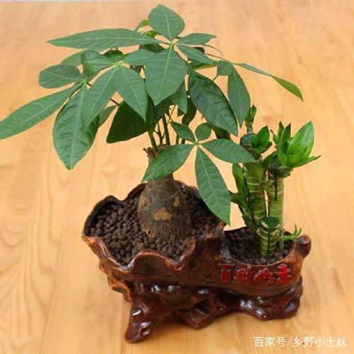 什么放在家里旺财