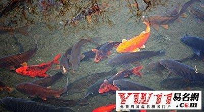 孕妇梦见好多大鱼