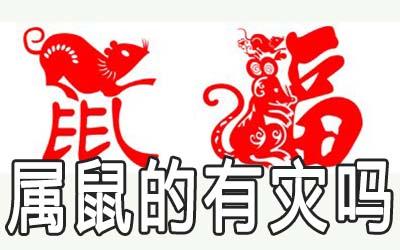 为什么每次到鼠年就有灾
