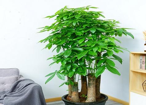 种什么树招财顺风顺水