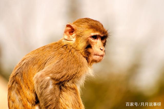 属猴小时候被欺负后会怎么做