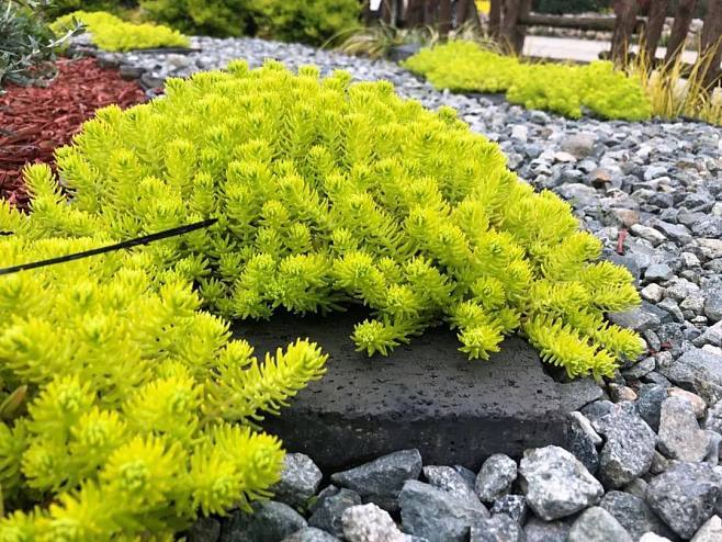 6月29日生日花语:佛甲草