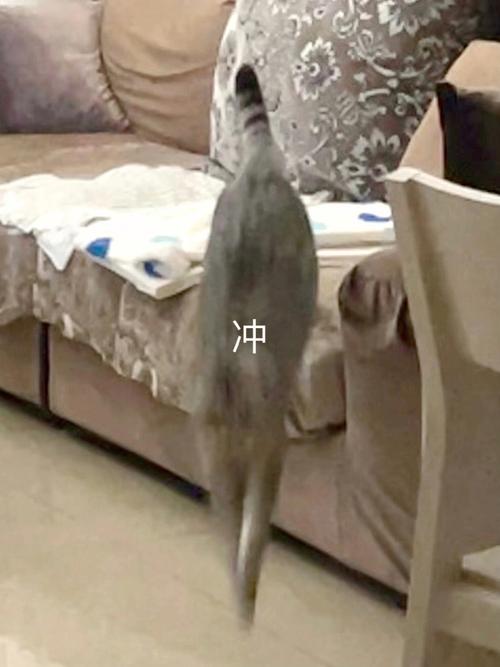 梦见猫屎在床上
