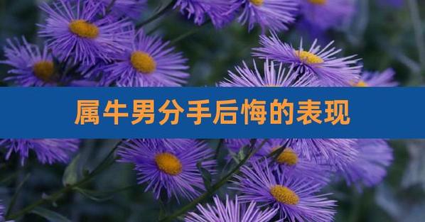 属牛分手后会后悔吗