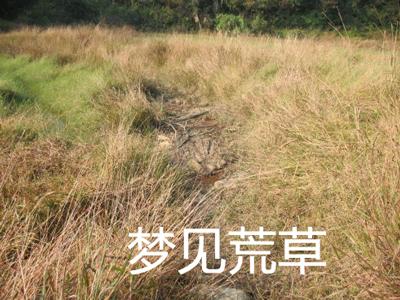 梦见荒草是什么意思