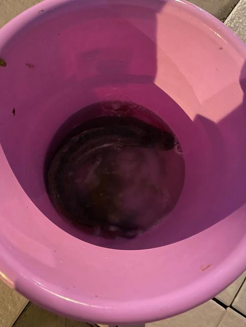 梦见抓到一条黑鱼