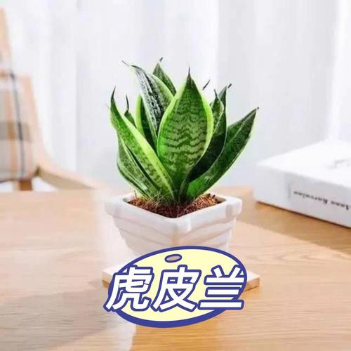 卧室放什么植物比较吉利