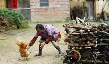梦见抓到了一只鸡