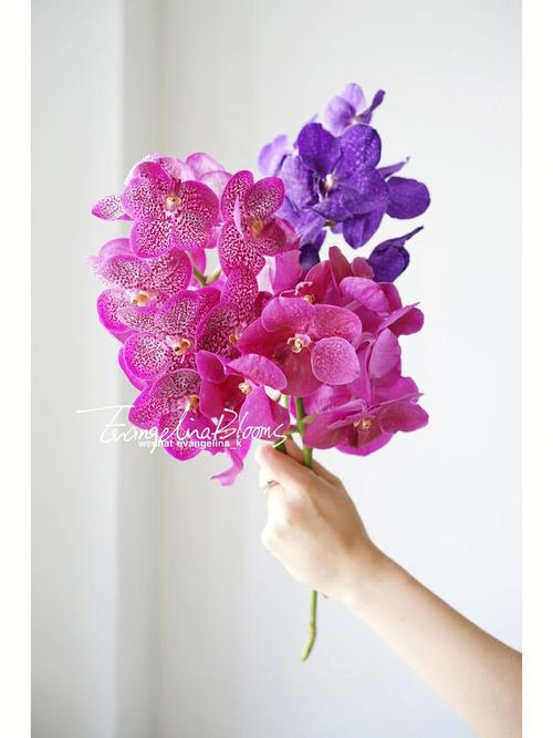 万代兰的花语和象征代表意义