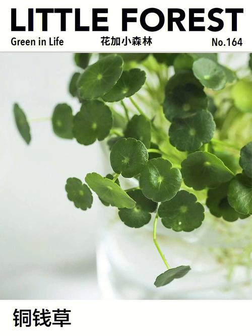 铜钱草摆放风水禁忌