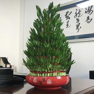 办公室富贵竹怎么摆放会防小人?