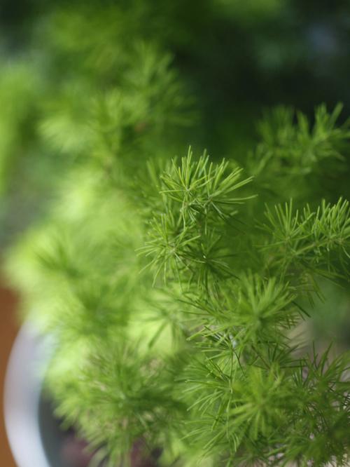 松树风水禁忌 松树影响风水吗