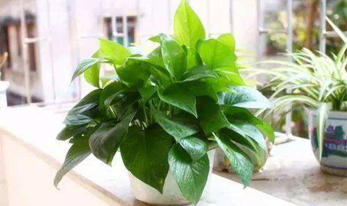 胎梦梦到绿植是什么意思