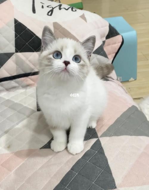 仙气十足的宠物猫起名字衬托它的气质