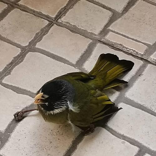 梦见很多撞死的鸟
