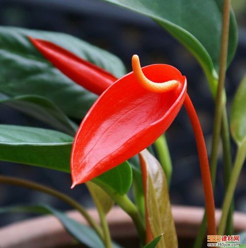花语大全:火鹤花的花语是什么
