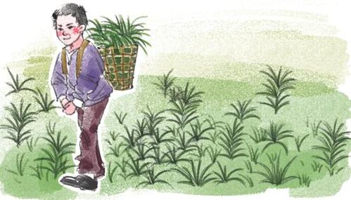 梦见扯猪草 周公解梦之梦到扯猪草