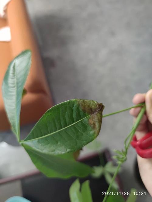 梦见发财树叶烂了是什么意思