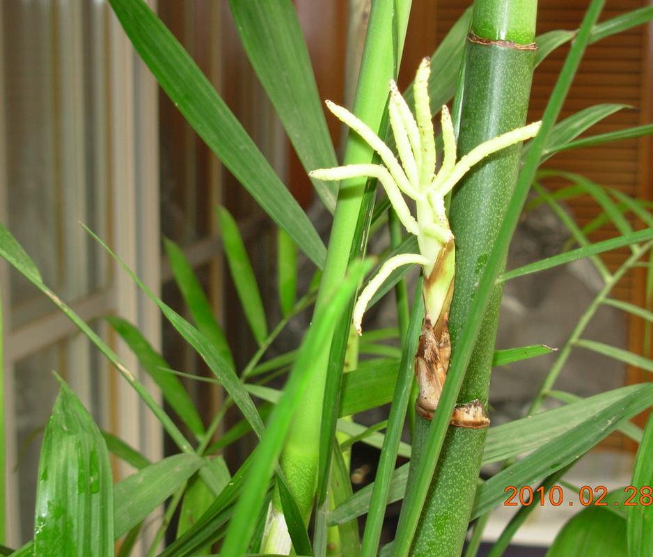 家里竹子开花好吗