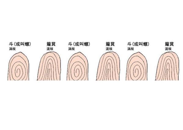 手指斗纹有几种图解