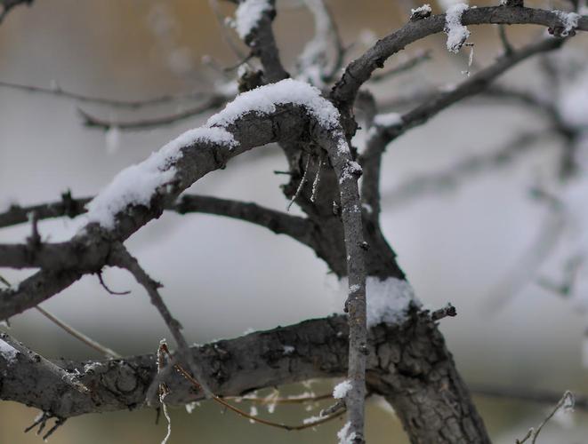女人梦见黑天下树上有雪
