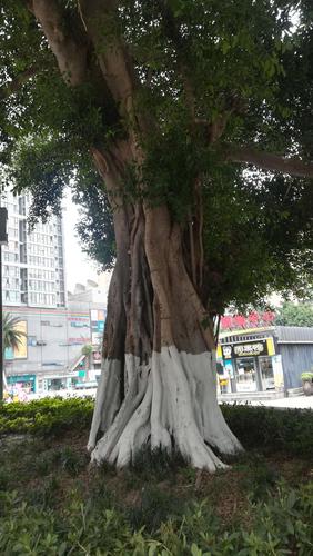 黄角树是鬼树吗