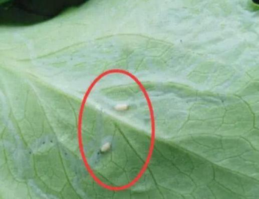 做梦梦到菜叶子上有虫子