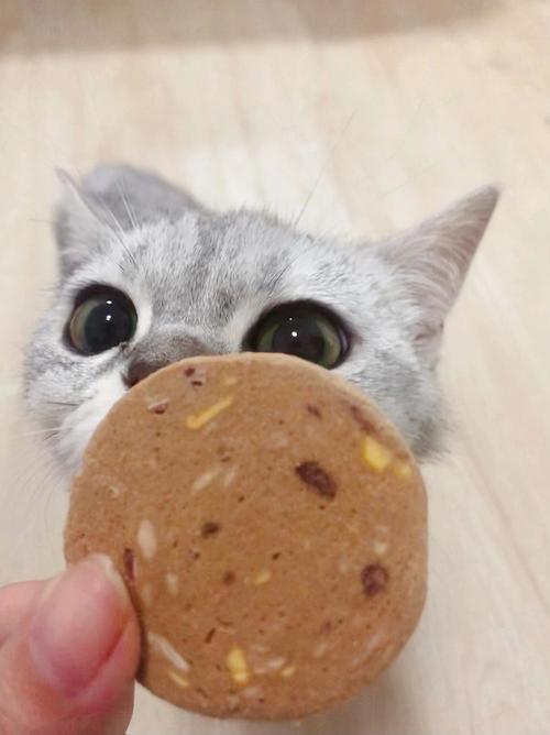 梦见自己喂猫吃饼干