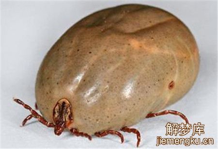 梦见草爬子是什么意思