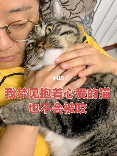 梦见被恶猫袭击