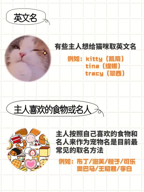 给猫咪起个好听的名字